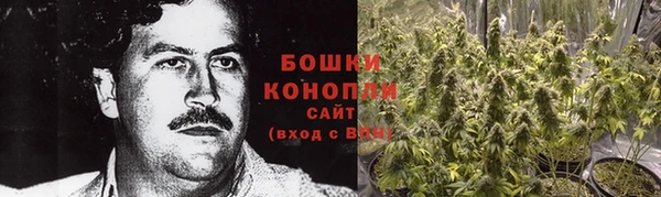 прущие грибы Богданович
